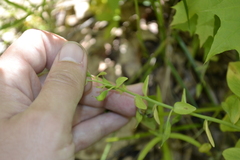 Corydalis cava marschalliana