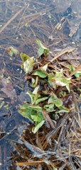 Caltha palustris