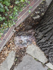 Ganoderma resinaceum