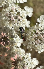 Bilyaxia