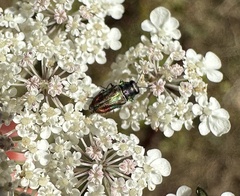Bilyaxia