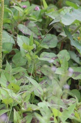 Septoria polygonorum