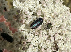 Bilyaxia concinna