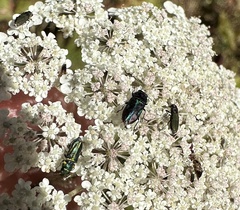 Bilyaxia concinna
