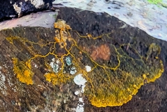 Badhamia utricularis