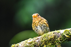 Grallaricula flavirostris