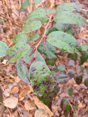 Leucothoe