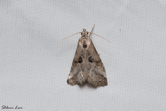 Zebeeba falsalis