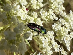 Bilyaxia concinna