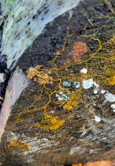 Badhamia utricularis