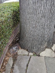 Ganoderma resinaceum