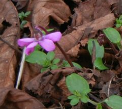Cyclamen coum