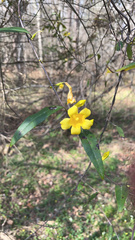 Gelsemium sempervirens