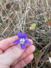 Viola septemloba