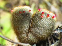 Mammillaria flavicentra