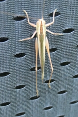 Conocephalus albescens