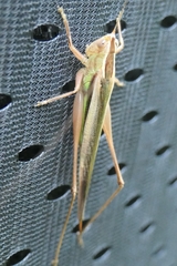 Conocephalus albescens