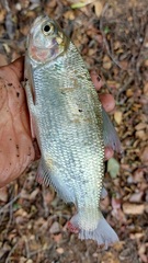 Brycon