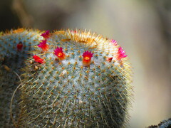 Mammillaria flavicentra