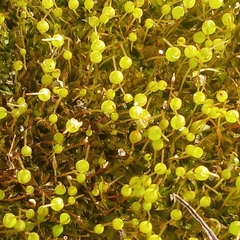 Physcomitrium pyriforme