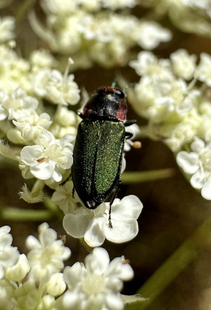 Bilyaxia cupriceps