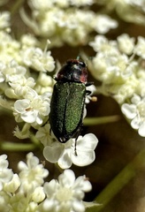 Bilyaxia cupriceps