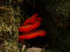 Aurantiporus pulcherrimus