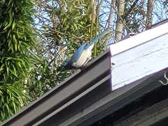 Aphelocoma californica