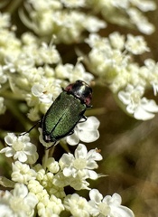 Bilyaxia cupriceps