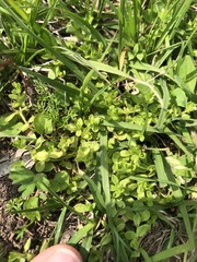 Stellaria parva