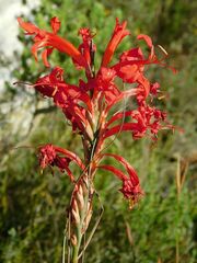 Tritoniopsis triticea