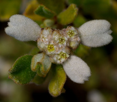 Spyridium coactilifolium