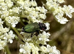 Bilyaxia cupriceps