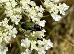 Bilyaxia cupriceps