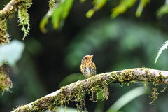 Grallaricula flavirostris