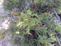 Berberis