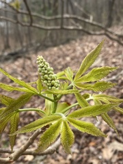 Aesculus sylvatica