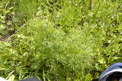 Peucedanum ruthenicum