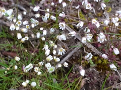 Draba verna