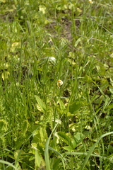 Tulipa sylvestris biebersteiniana