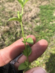Triodanis