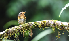 Grallaricula flavirostris