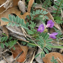 Astragalus crassicarpus