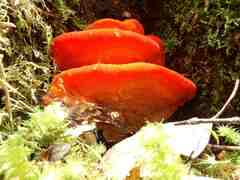 Aurantiporus pulcherrimus