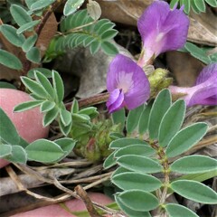 Astragalus crassicarpus