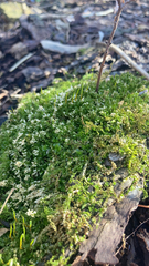 Plagiomnium cuspidatum