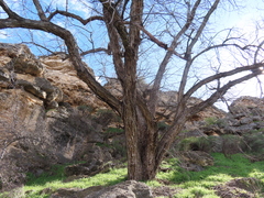 Juglans major