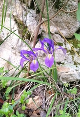 Iris unguicularis syriaca
