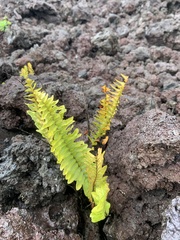 Nephrolepis exaltata