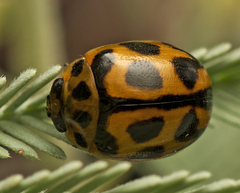 Peltoschema oceanicum